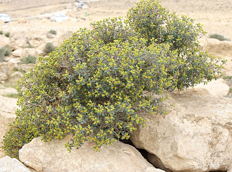 Euphorbia ramonensis